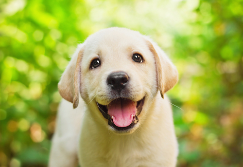 動物,犬,猫,しつけ,飼い方,育て方,病気,健康