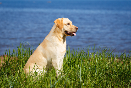 動物,犬,猫,しつけ,飼い方,育て方,病気,健康