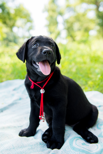 動物,犬,猫,しつけ,飼い方,育て方,病気,健康