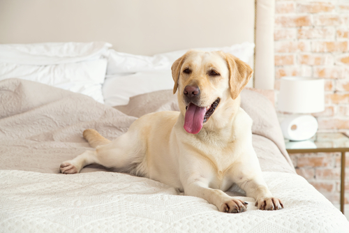 動物,犬,猫,しつけ,飼い方,育て方,病気,健康
