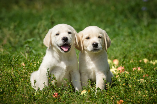動物,犬,猫,しつけ,飼い方,育て方,病気,健康