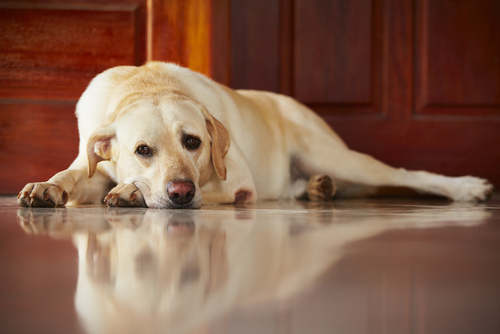 動物,犬,猫,しつけ,飼い方,育て方,病気,健康