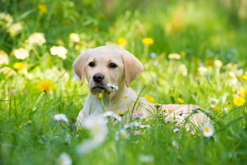 動物,犬,猫,しつけ,飼い方,育て方,病気,健康