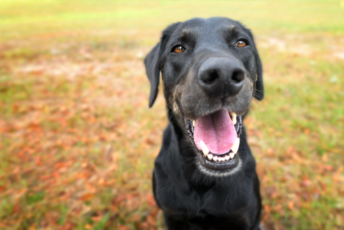 動物,犬,猫,しつけ,飼い方,育て方,病気,健康