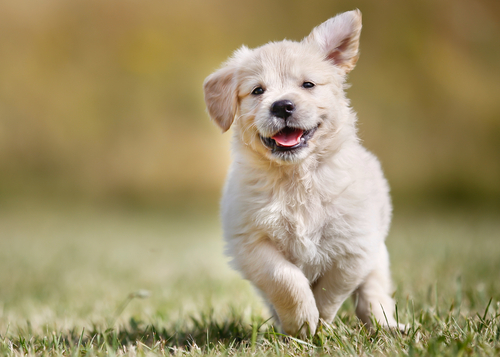 動物,犬,猫,しつけ,飼い方,育て方,病気,健康