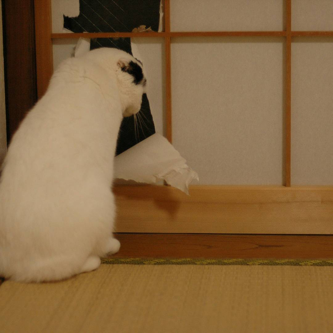 #ペコneko館しょんぼり