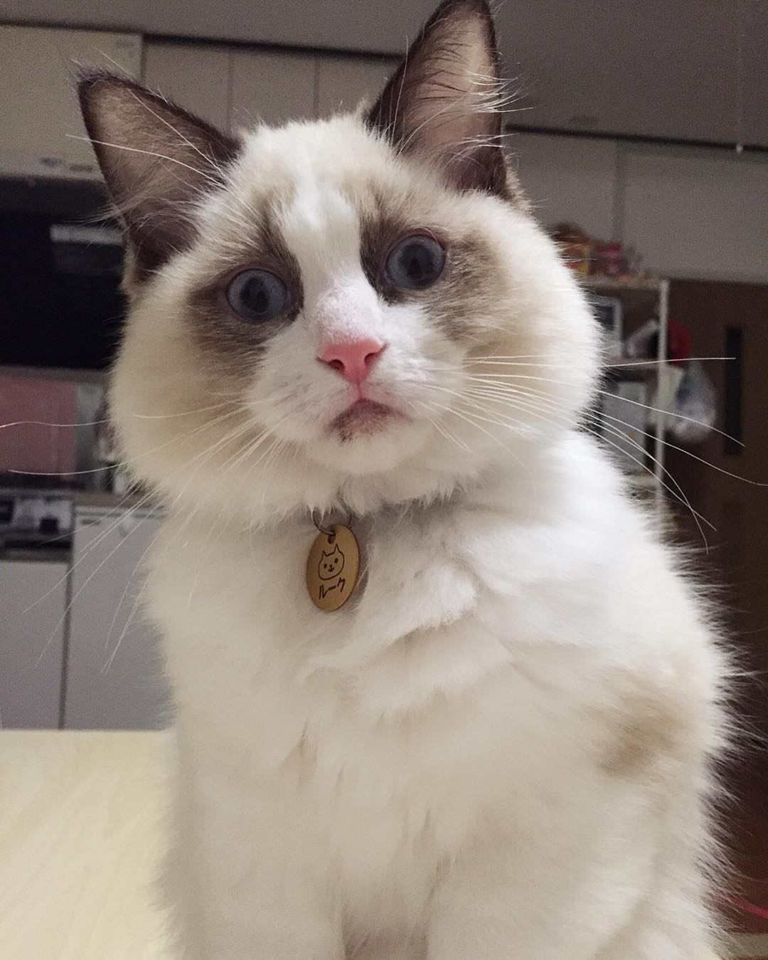 #ペコneko館ちょいワル