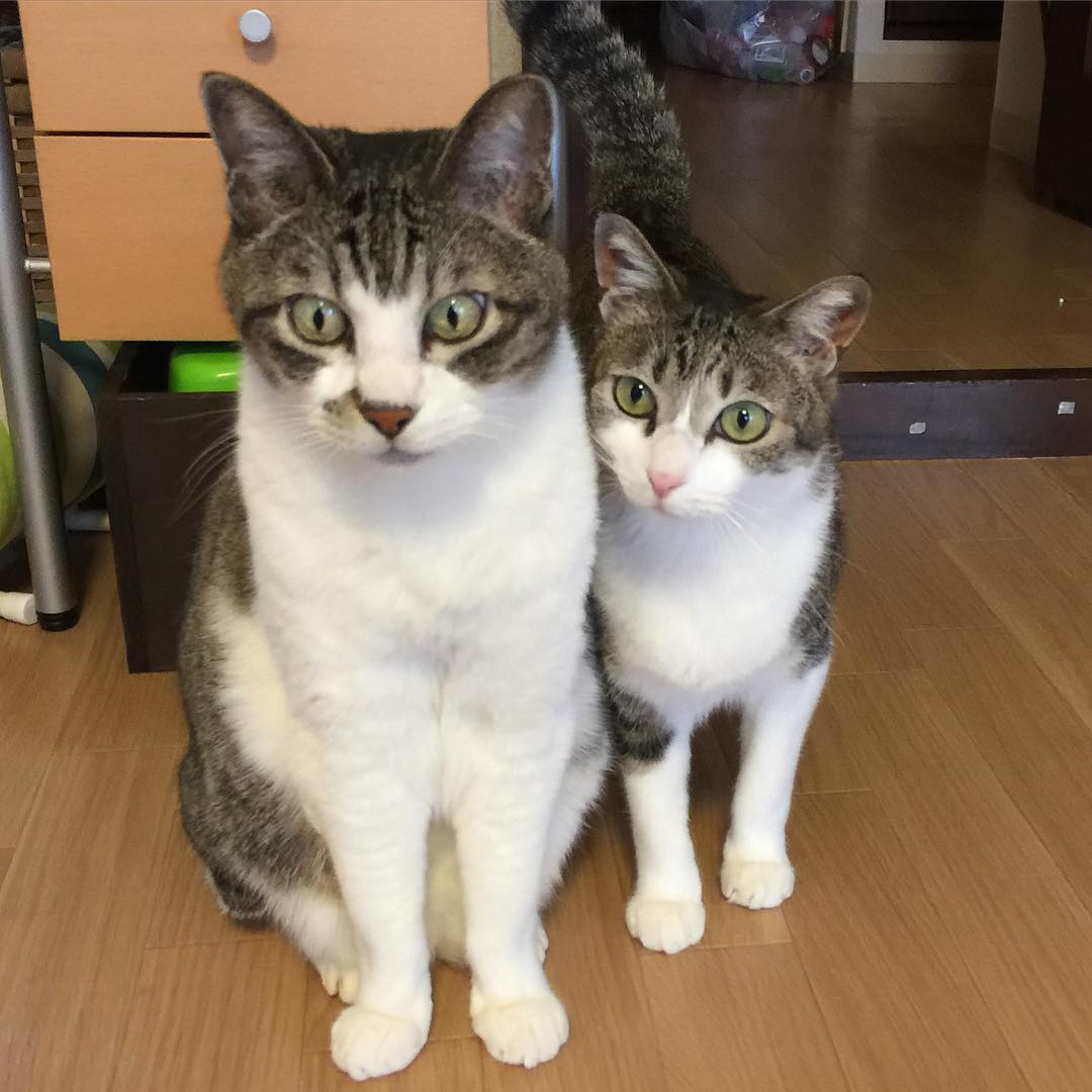 #ペコneko館にゃかよし
