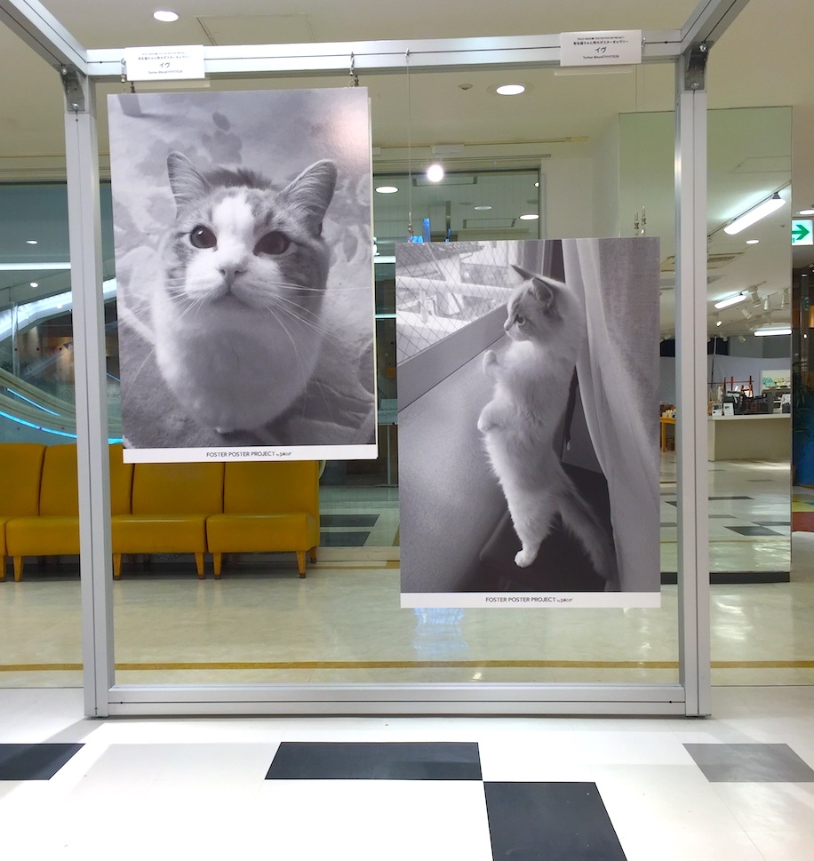 動物,犬,猫,しつけ,飼い方,育て方,病気,健康