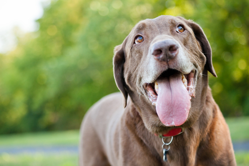 動物,犬,猫,しつけ,飼い方,育て方,病気,健康