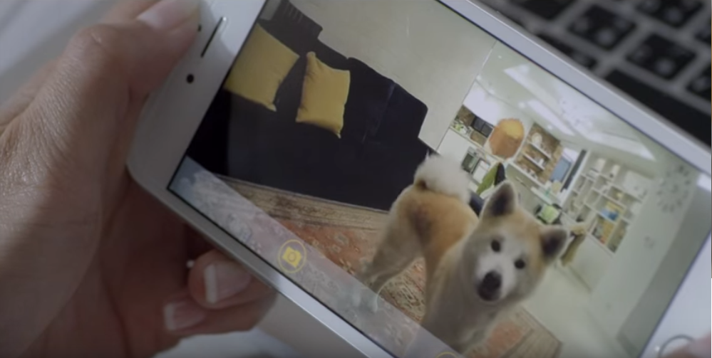 動物,犬,猫,しつけ,飼い方,育て方,病気,健康
