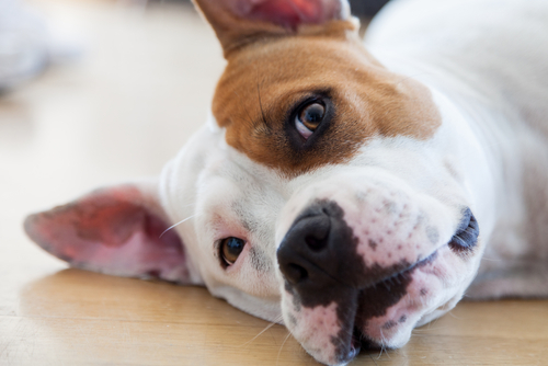 動物,犬,猫,しつけ,飼い方,育て方,病気,健康