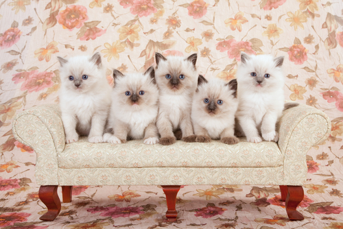動物,犬,猫,しつけ,飼い方,育て方,病気,健康