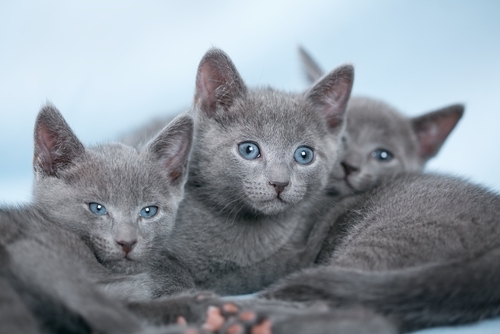 動物,犬,猫,しつけ,飼い方,育て方,病気,健康