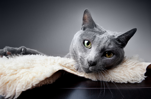 動物,犬,猫,しつけ,飼い方,育て方,病気,健康