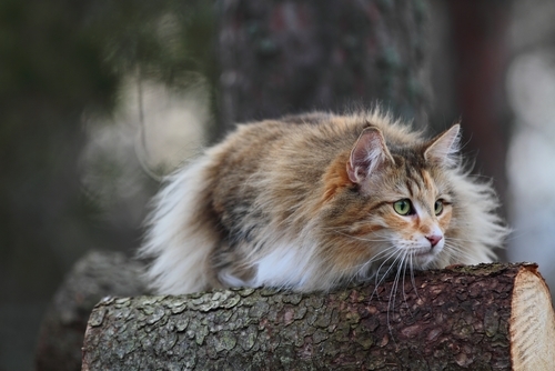 動物,犬,猫,しつけ,飼い方,育て方,病気,健康