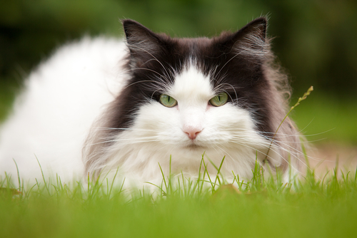 動物,犬,猫,しつけ,飼い方,育て方,病気,健康
