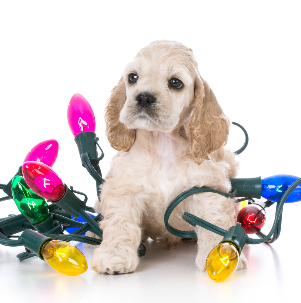 動物,犬,猫,しつけ,飼い方,育て方,病気,健康