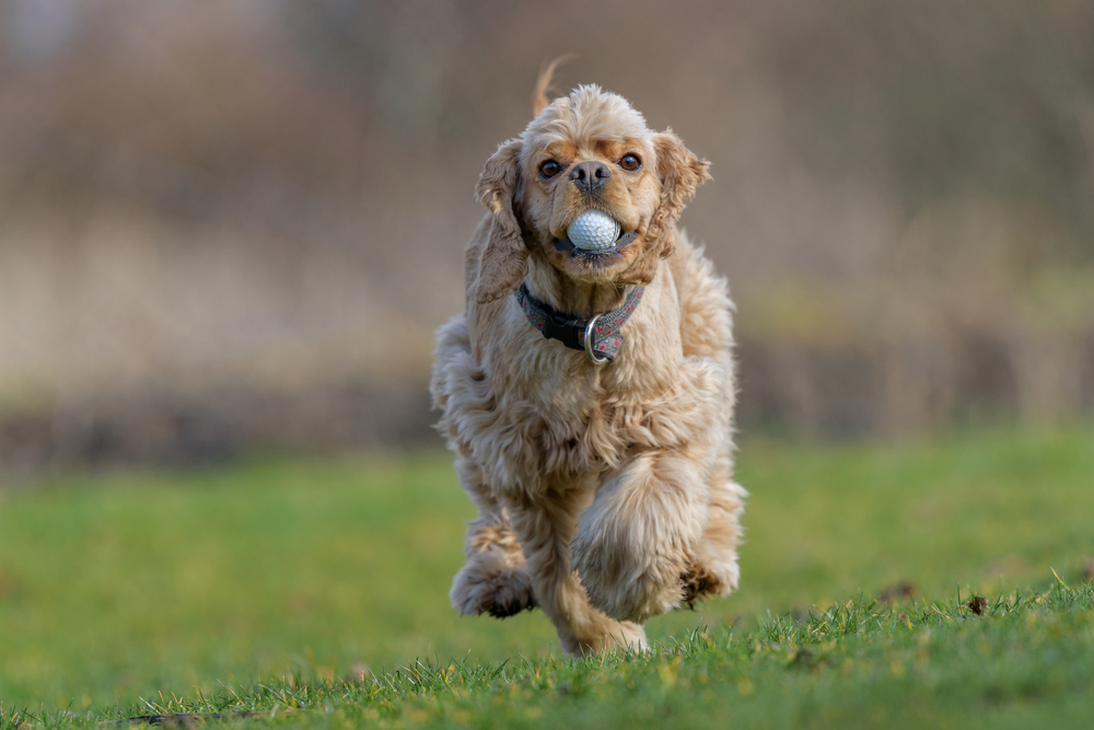 動物,犬,猫,しつけ,飼い方,育て方,病気,健康
