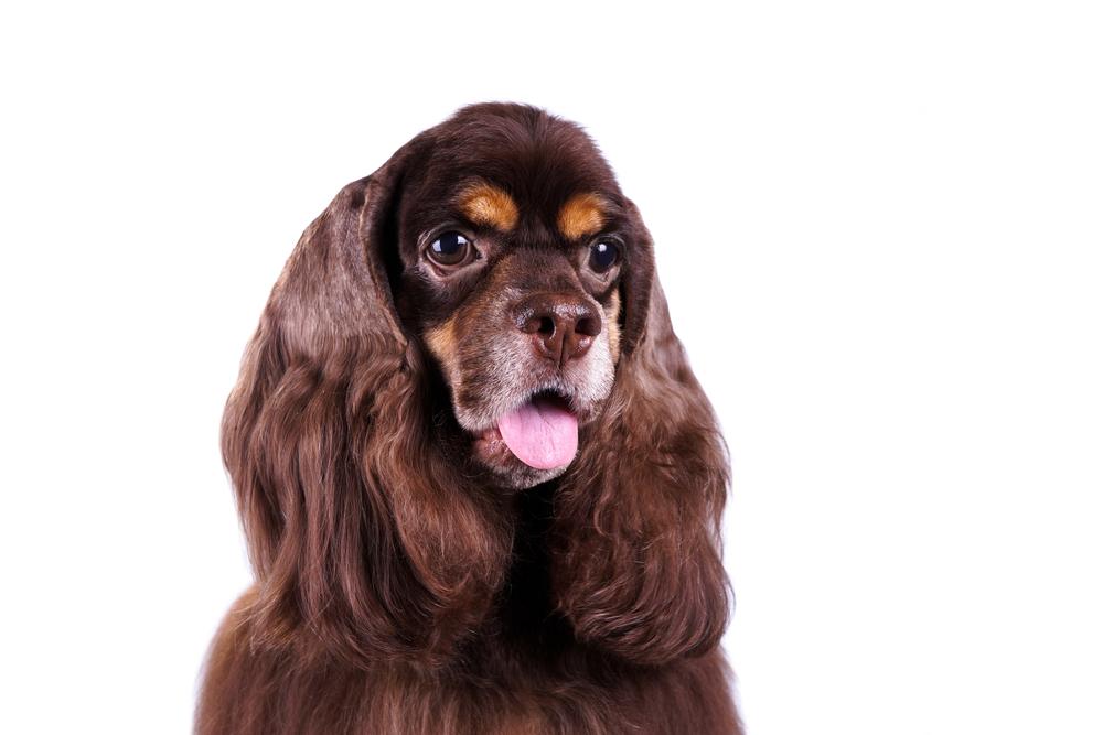動物,犬,猫,しつけ,飼い方,育て方,病気,健康