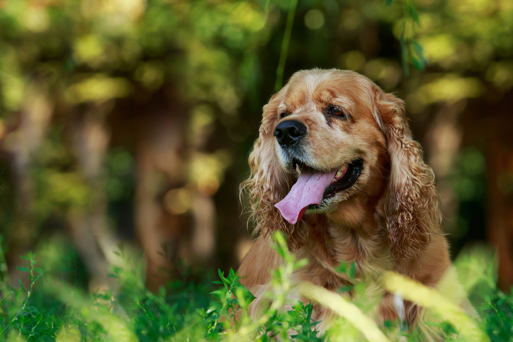 動物,犬,猫,しつけ,飼い方,育て方,病気,健康
