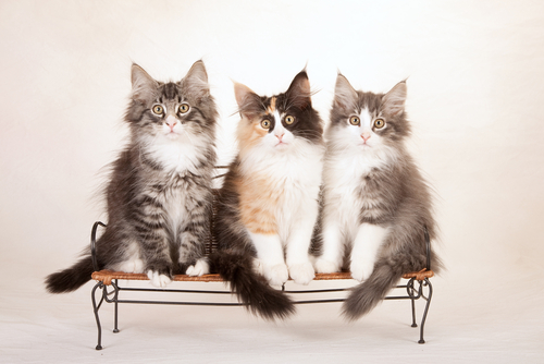 動物,犬,猫,しつけ,飼い方,育て方,病気,健康
