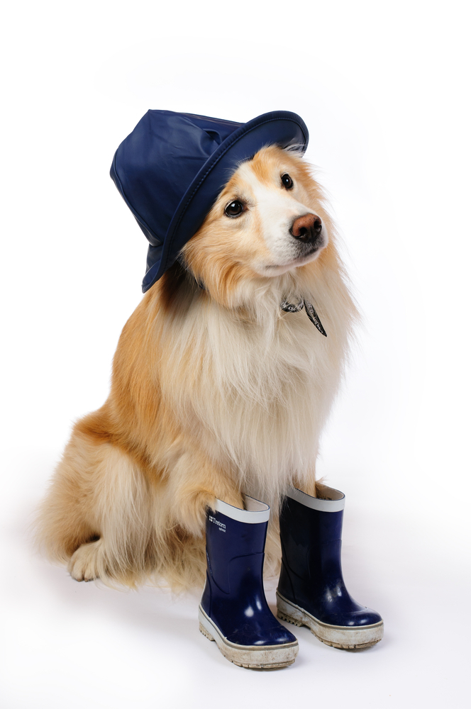 動物,犬,猫,しつけ,飼い方,育て方,病気,健康