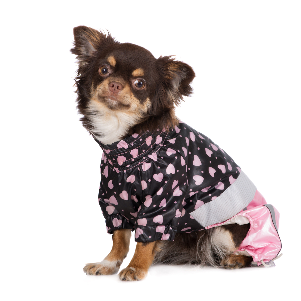 動物,犬,猫,しつけ,飼い方,育て方,病気,健康