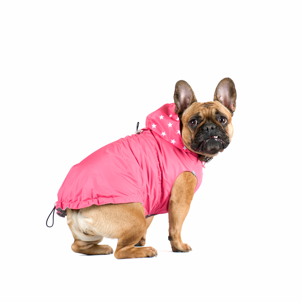 動物,犬,猫,しつけ,飼い方,育て方,病気,健康