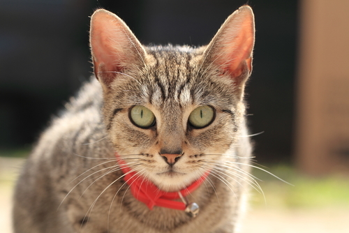 動物,犬,猫,しつけ,飼い方,育て方,病気,健康