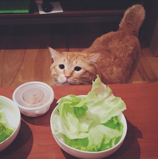 12.うひゃ~、レタスですか~!