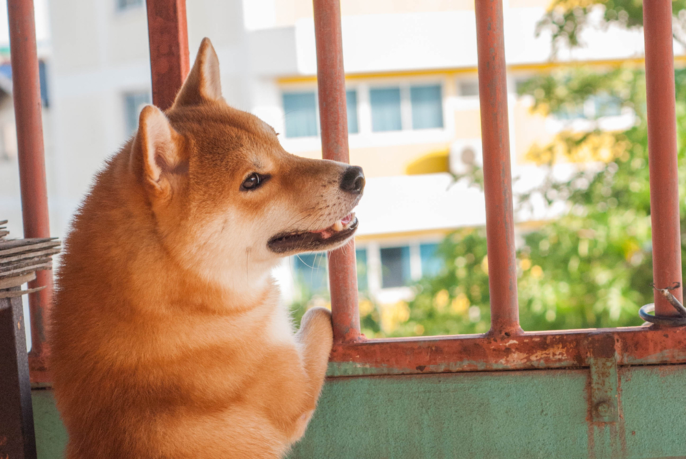 動物,犬,猫,しつけ,飼い方,育て方,病気,健康