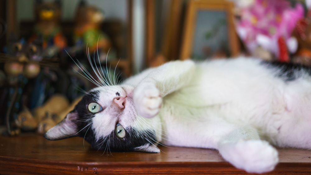 動物,犬,猫,しつけ,飼い方,育て方,病気,健康