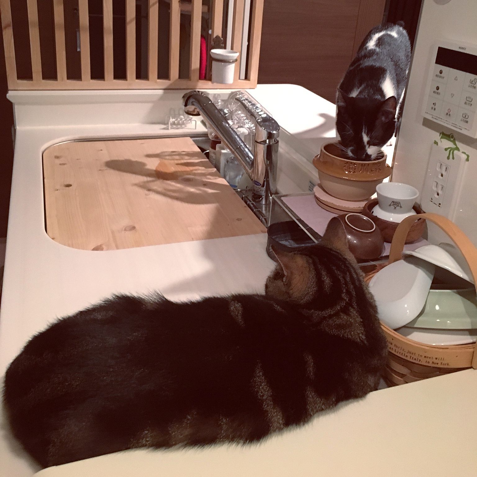 動物,犬,猫,しつけ,飼い方,育て方,病気,健康