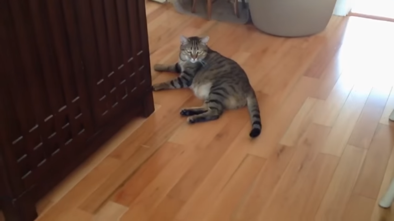 Кот неожиданно. Кот сломался gif. гифка кошка выгоняет кота из корыта. gif кот пытается отжаться. кот выводится из себя гифка.