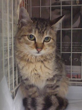 動物,犬,猫,しつけ,飼い方,育て方,病気,健康