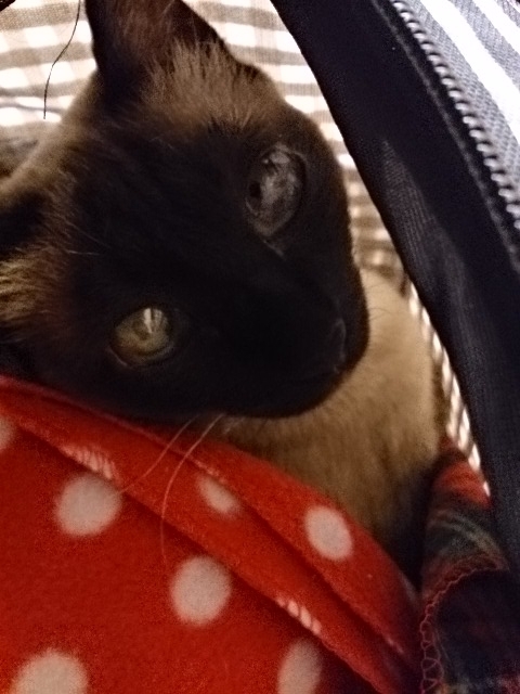 動物,犬,猫,しつけ,飼い方,育て方,病気,健康