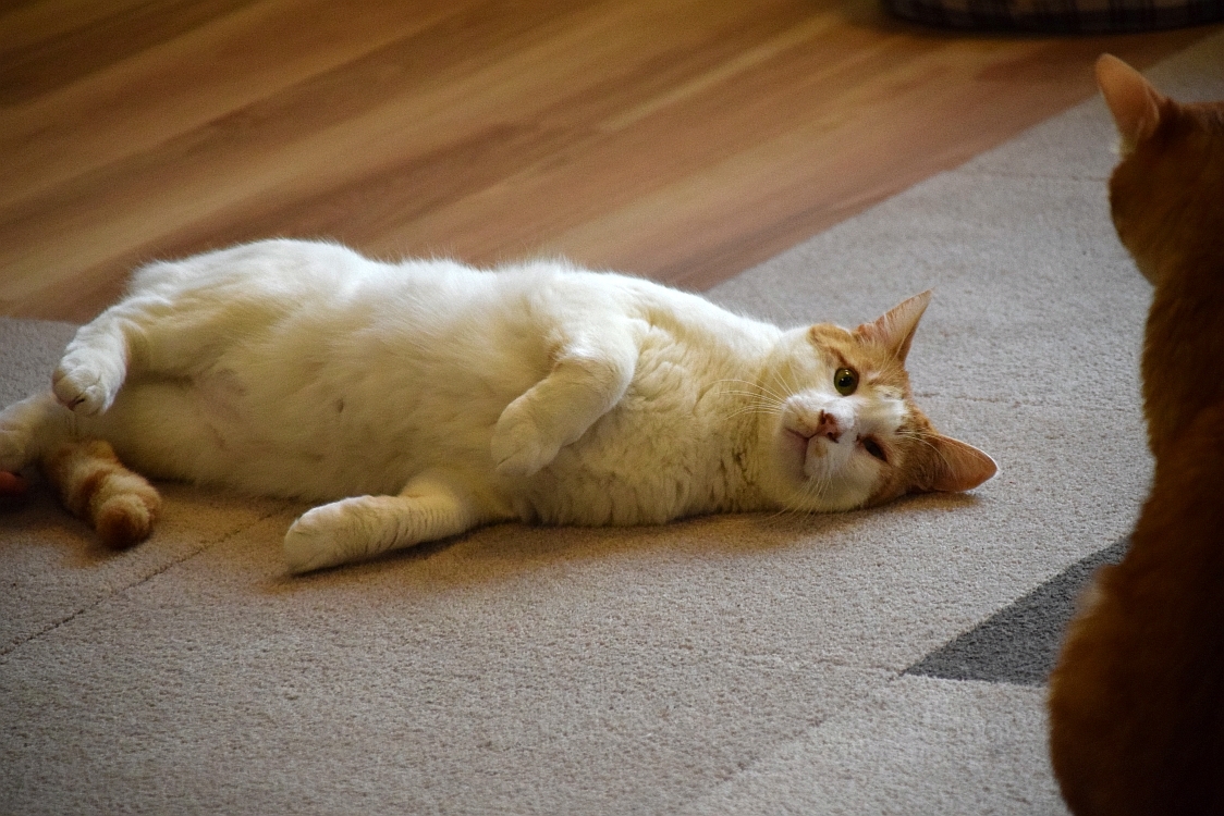 動物,犬,猫,しつけ,飼い方,育て方,病気,健康