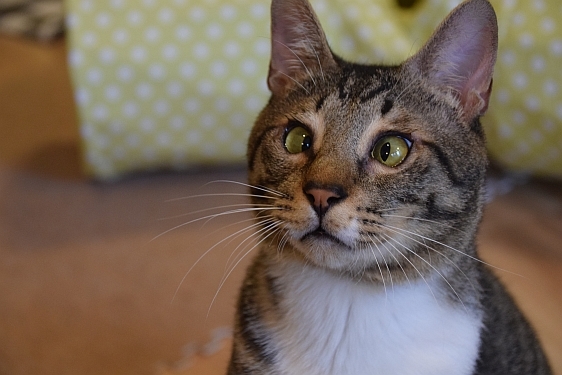動物,犬,猫,しつけ,飼い方,育て方,病気,健康