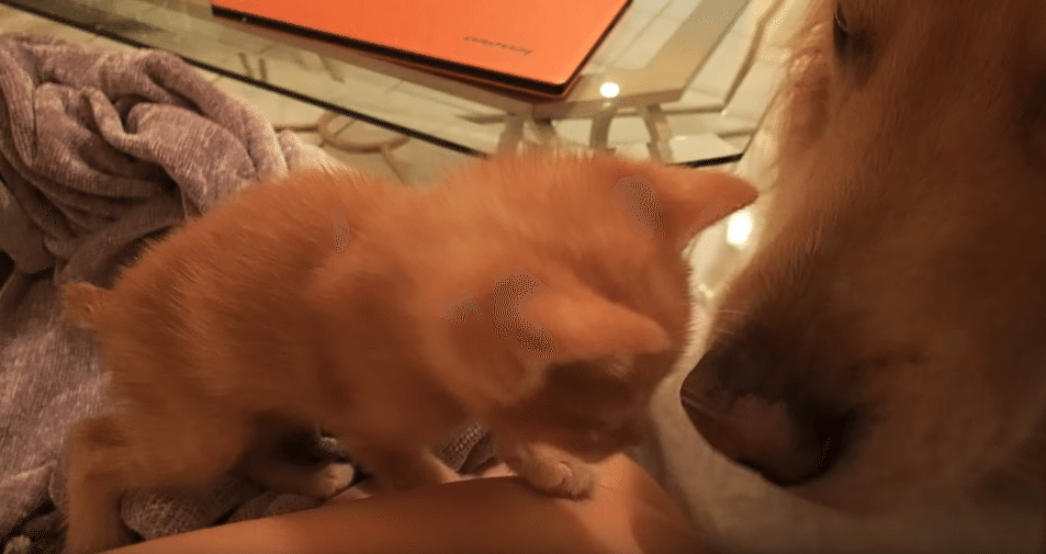 動物,犬,猫,しつけ,飼い方,育て方,病気,健康