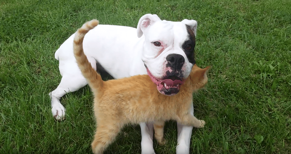 ワンコにひとめぼれしてしまった子猫♡ そのアピールが、初対面とは思えないほど大胆だった!(笑)