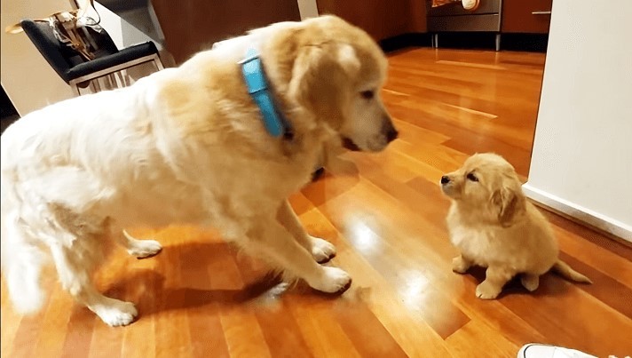 【今日からお兄ちゃん!】やってきた子犬を大歓迎するゴールデンの "おもてなし" が可愛すぎた…♡
