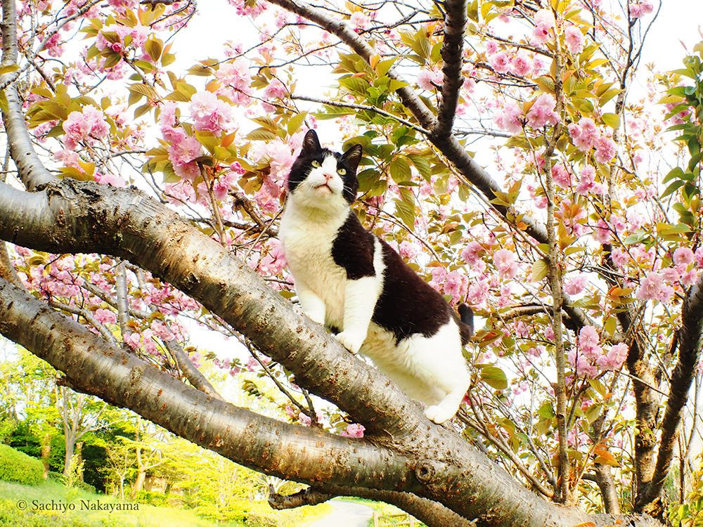 動物,犬,猫,しつけ,飼い方,育て方,病気,健康