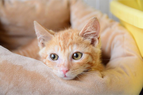 動物,犬,猫,しつけ,飼い方,育て方,病気,健康