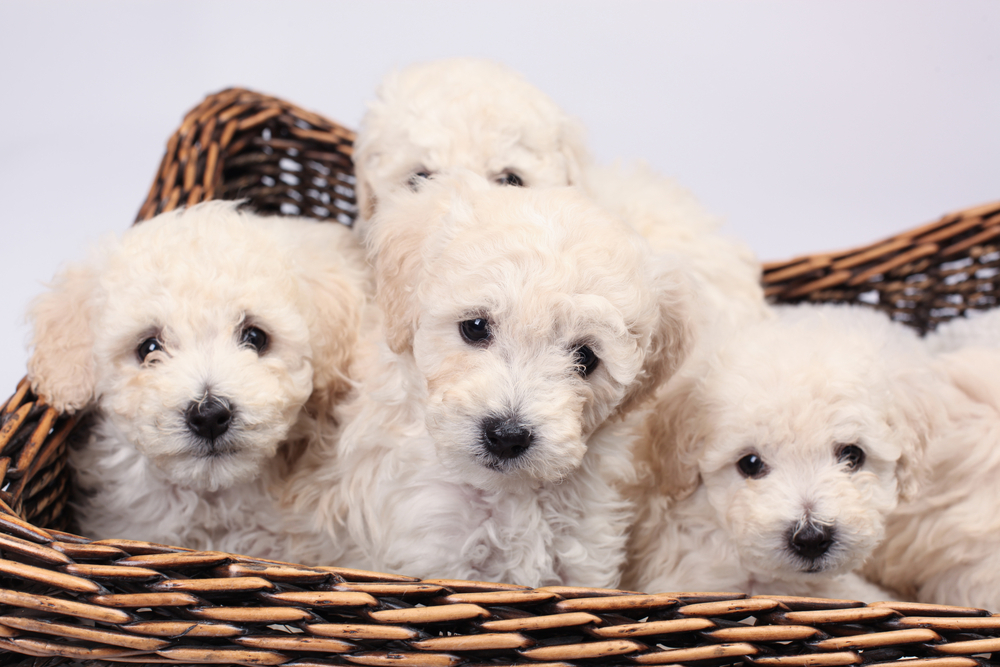 動物,犬,猫,しつけ,飼い方,育て方,病気,健康