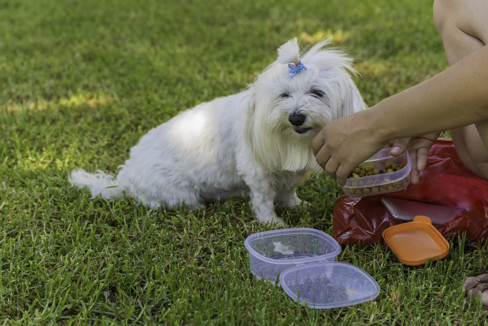 動物,犬,猫,しつけ,飼い方,育て方,病気,健康