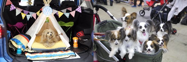 動物,犬,猫,しつけ,飼い方,育て方,病気,健康
