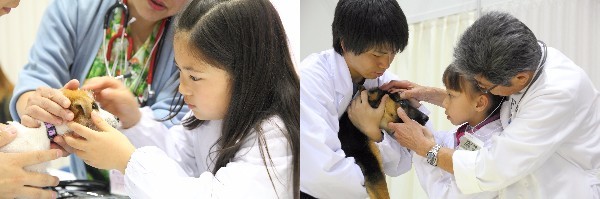 動物,犬,猫,しつけ,飼い方,育て方,病気,健康
