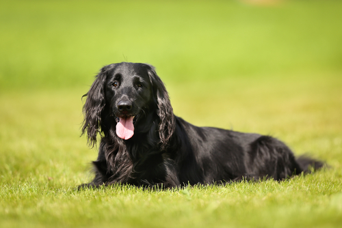 動物,犬,猫,しつけ,飼い方,育て方,病気,健康