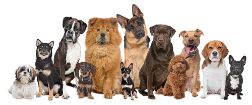 動物,犬,猫,しつけ,飼い方,育て方,病気,健康